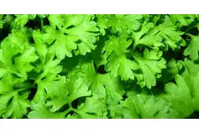 Regl Söktürücü Kullanımı ve Faydaları Nelerdir? Regl Söktürücü Kullanımı ve Faydaları Nelerdir?